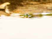 Peeking Frog 