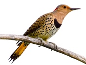 Northern flicker 