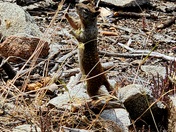 Yosemite National Park