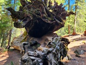 Sequoia and Kings Canyon National Parks