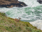Point Reyes National Seashore