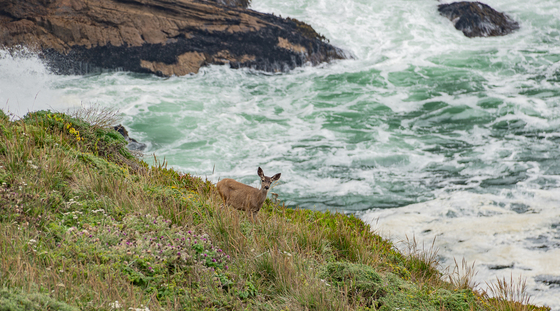 Point Reyes National Seashore