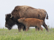 Theodore Roosevelt National Park