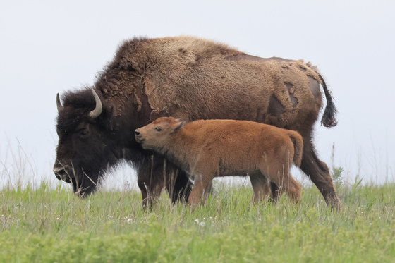 Theodore Roosevelt National Park