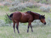 Theodore Roosevelt National Park