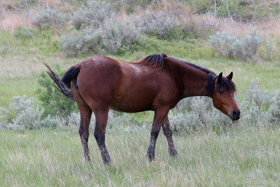 Theodore Roosevelt National Park