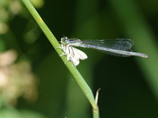 Damselfly with a catch