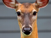 Eary McDeer