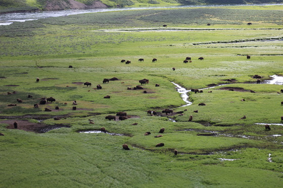 Yellowstone National Park