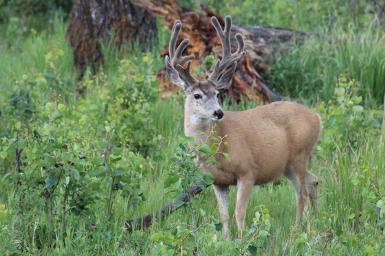 Yellowstone National Park