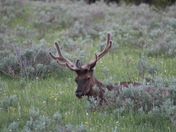Yellowstone National Park 