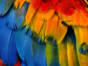 Exotic Bird Feathers