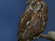 Eastern screech owl 