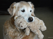 Ted With Teddy Bear