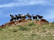 Theodore Roosevelt National Park South Unit