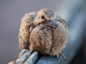 Venturing Out on His Own