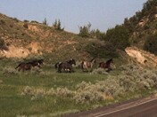 Theodore Roosevelt National Park South Unit
