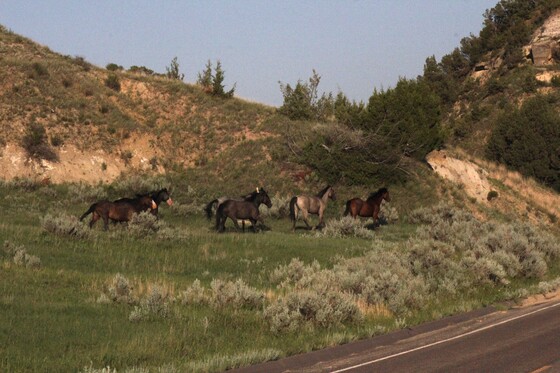 Theodore Roosevelt National Park South Unit