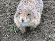 Theodore Roosevelt National Park North Unit