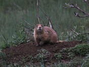 Theodore Roosevelt National Park North Unit