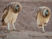 Sonny Bono Salton Sea National Wildlife Refuge 