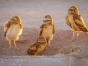 Sonny Bono Salton Sea National Wildlife Refuge 