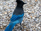 Glacier National Park