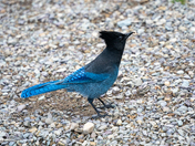 Glacier National Park