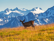 Olympic National Park