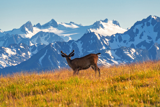 Olympic National Park