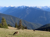 Olympic National Park