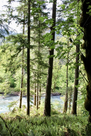 Olympic National Park