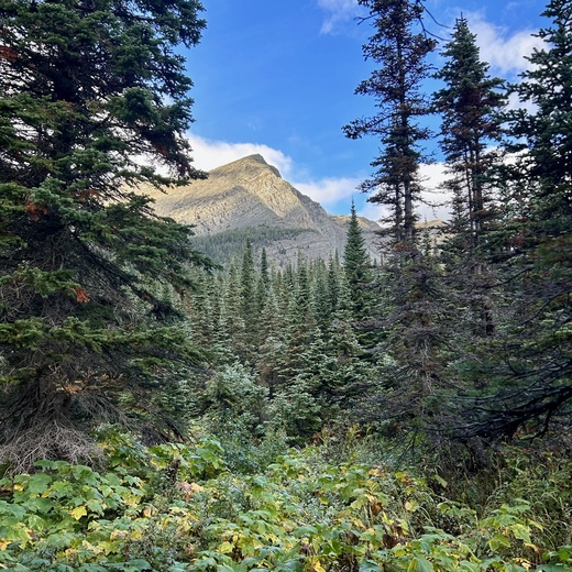 Mount Rainier National Park