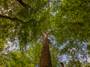 Congaree National Park