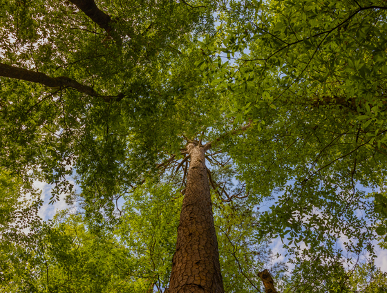 Congaree National Park