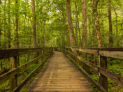 Congaree National Park 