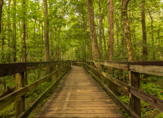 Congaree National Park 