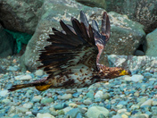 Following The Shore Line