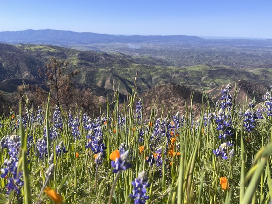 Figueroa Mountain