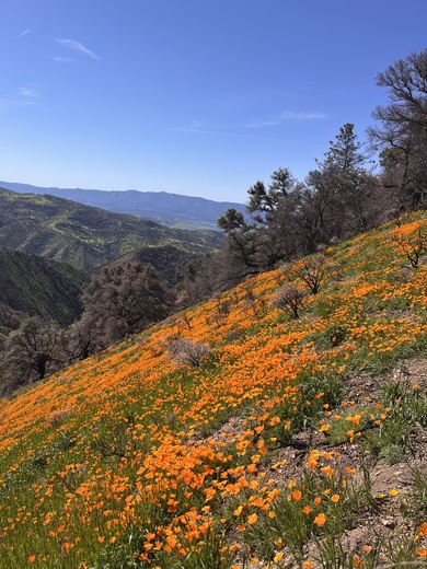 Figueroa Mountain