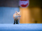 Urban Fox life