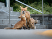 Urban Fox life