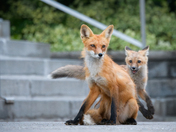 Urban Fox life