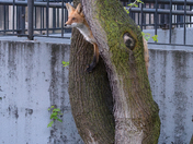 Urban Fox life