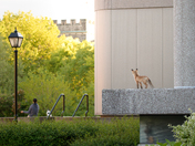 Urban Fox life
