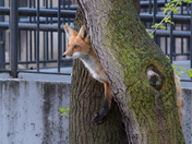 Urban Fox life