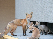 Urban Fox life