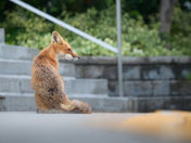 Urban Fox life