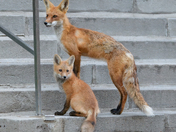Urban Fox life