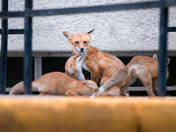 Urban Fox life